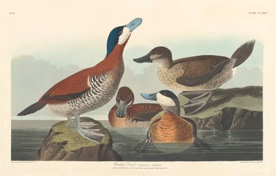 Ruddy Duck by John James Audubon